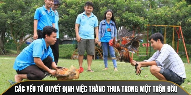 Các yếu tố quyết định việc thắng thua trong một trận đá gà hồ